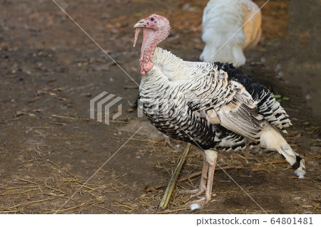 The big Turkey cock is beautiful in farm garden The big Turkey cock is beautiful in farm garden 64801481