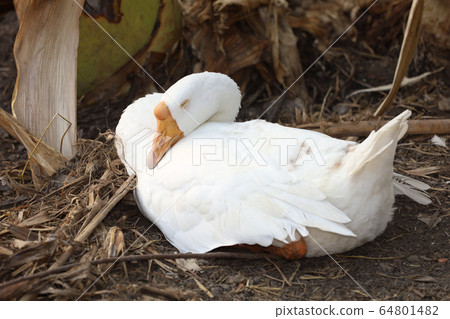 The white goose is sleep and rest in summer at The white goose is sleep and rest in summer at 64801482