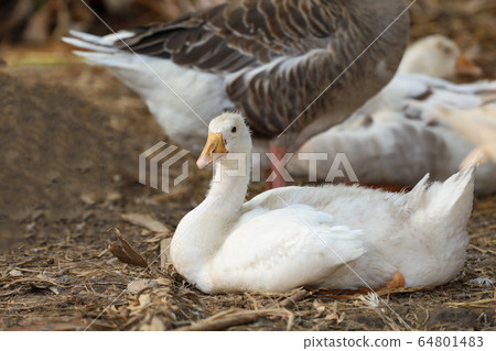 The baby goose sit down and rest in summer at farm The baby goose sit down and rest in summer at farm 64801483