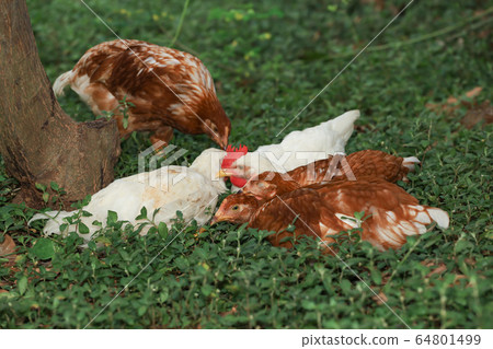 The Group Baby Rhode Island red cock is rest in The Group Baby Rhode Island red cock is rest in 64801499