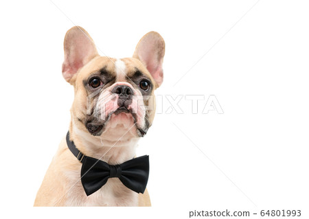 Cute brown french bulldog wearing black bow tie 64801993