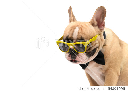 Cute  brown french bulldog wear sunglasses and 64801996
