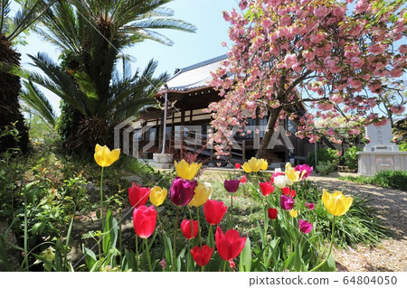 Nara Yae Cherry blossoms Nara Yae Cherry blossoms 64804050