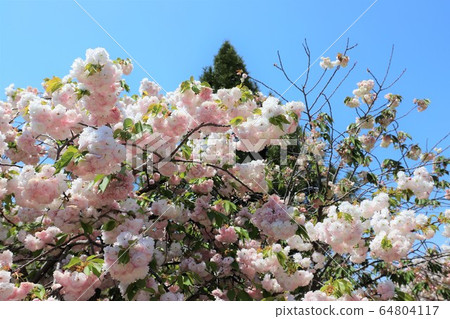 Nara Yae Cherry blossoms Nara Yae Cherry blossoms 64804117