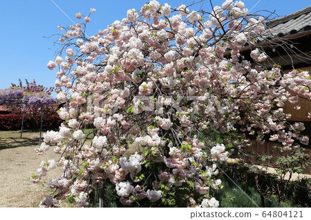 Nara Yae Cherry blossoms Nara Yae Cherry blossoms 64804121