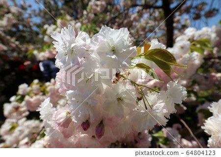 Nara Yae Cherry blossoms Nara Yae Cherry blossoms 64804123