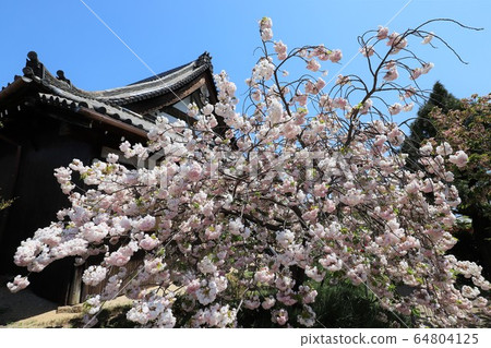 Nara Yae Cherry blossoms Nara Yae Cherry blossoms 64804125