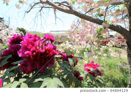 Nara Yae Cherry blossoms 64804129