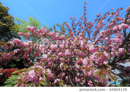 Nara Yae Cherry blossoms Nara Yae Cherry blossoms 64804139