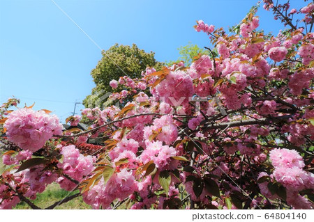 Nara Yae Cherry blossoms Nara Yae Cherry blossoms 64804140
