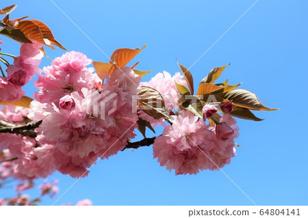 Nara Yae Cherry blossoms Nara Yae Cherry blossoms 64804141