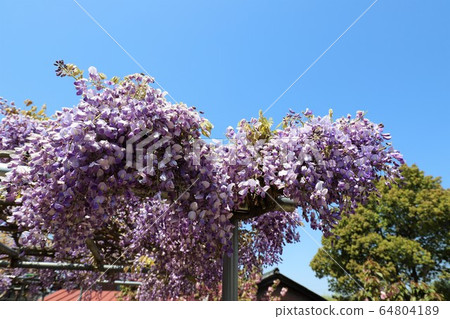 Nara Yae Cherry blossoms Nara Yae Cherry blossoms 64804189
