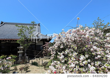 Nara Yae Cherry blossoms Nara Yae Cherry blossoms 64804200