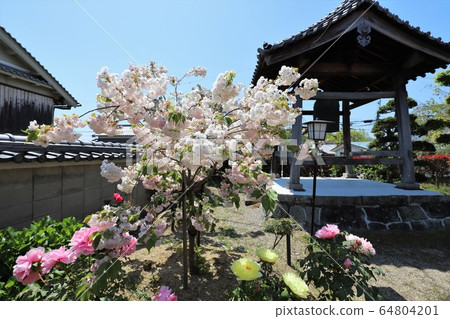 Nara Yae Cherry blossoms Nara Yae Cherry blossoms 64804201