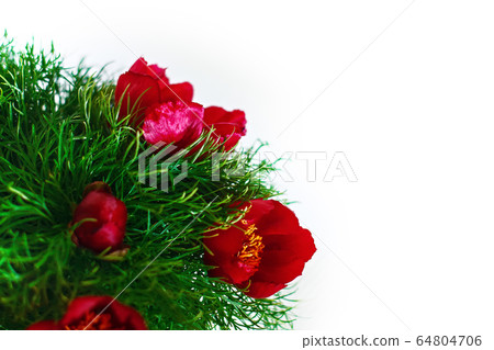 Mountain peony flowers Paeonia tenuifolia over white 64804706