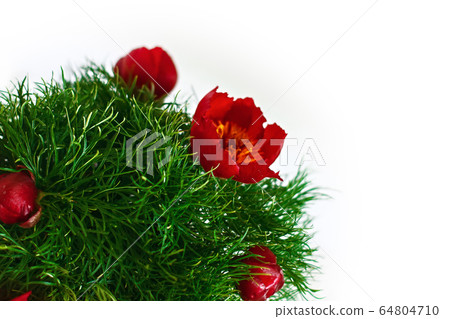 Mountain peony flowers Paeonia tenuifolia over white 64804710