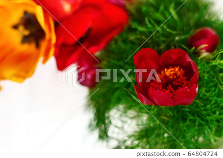 Mountain peony flowers Paeonia tenuifolia over white Mountain peony flowers Paeonia tenuifolia over white 64804724