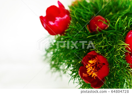 Mountain peony flowers Paeonia tenuifolia over white 64804728