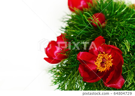 Mountain peony flowers Paeonia tenuifolia over white 64804729