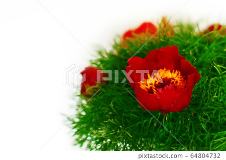 Mountain peony flowers Paeonia tenuifolia over white 64804732