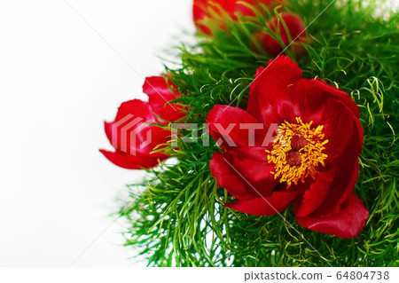 Mountain peony flowers Paeonia tenuifolia over white 64804738