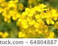 Rape blossoms 64804887