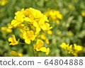 Rape blossoms 64804888
