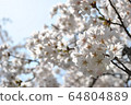 Cherry Blossoms	 64804889