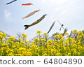 Rape blossoms and carp streamers 64804890