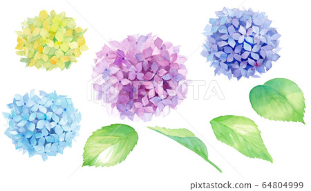 Hydrangea watercolor illustration, set of elements Hydrangea watercolor illustration, set of elements 64804999