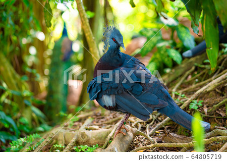 Unusual crowned dove in a green park cleans Unusual crowned dove in a green park cleans 64805719