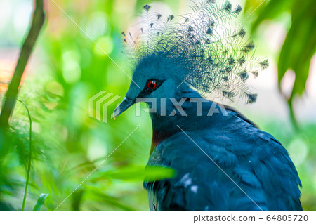 Unusual Crowned Pigeon in a green park. beauty of 64805720