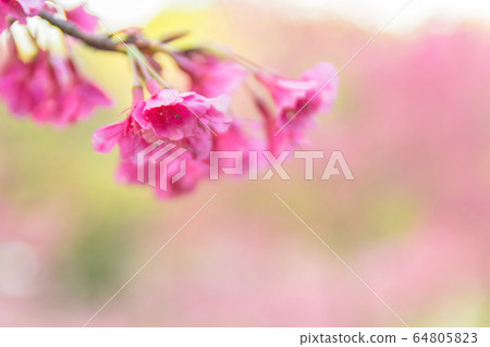 Pink blossoms on the branch with blue sky during spring blooming,.Branch with pink sakura blossoms, Chiang Mai, Thailand.Blooming cherry tree branches against a cloudy blue sky Himalayan blossom 64805823