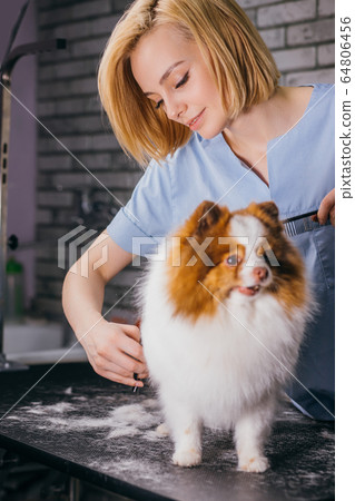female pet groomer washing, cleaning and cutting hair of spitz female pet groomer washing, cleaning and cutting hair of spitz 64806456