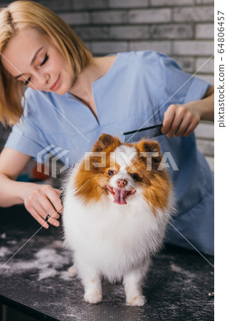 calm spitz at grooming procedure 64806457