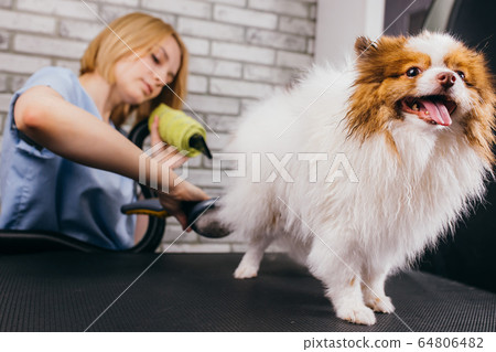 professional care of domestic animals professional care of domestic animals 64806482