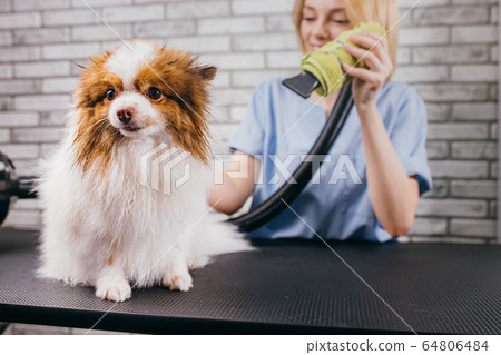 beautiful puppy at grooming salon beautiful puppy at grooming salon 64806484
