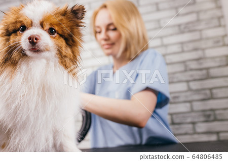beautiful puppy in grooming salon beautiful puppy in grooming salon 64806485