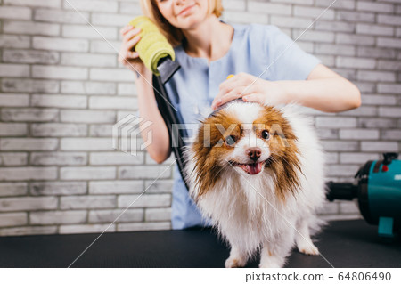 careful groomer blow dry dog's hair careful groomer blow dry dog's hair 64806490