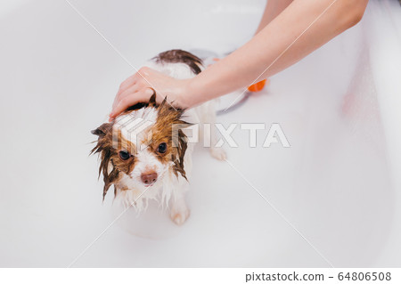 adorable dog getting bath adorable dog getting bath 64806508