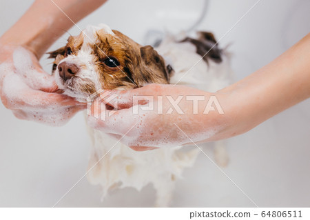 funny pet spitz in bath before grooming 64806511