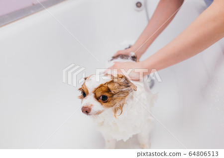 adorable dog getting bath 64806513