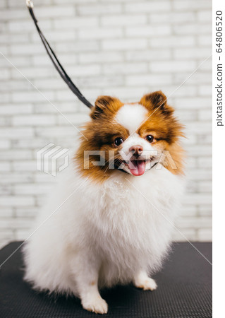 cute puppy spitz sit at grooming salon 64806520