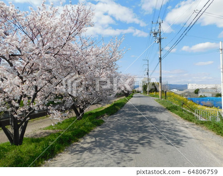 班達水道（大阪府高atsu市）上的櫻花行 64806759