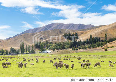 Queenstown in New Zealand. The city of adventure and nature. 64806918