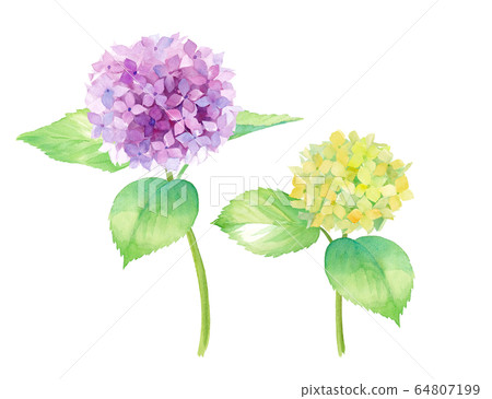 紫色和黃色綠色繡球的水彩插圖（痕量矢量） 64807199