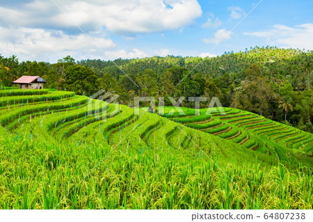 Beautiful view of green rice growing on tropical Beautiful view of green rice growing on tropical 64807238
