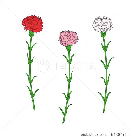 Red carnation flower drawing isolated on white background