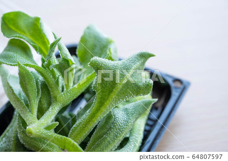 Ice plant 64807597