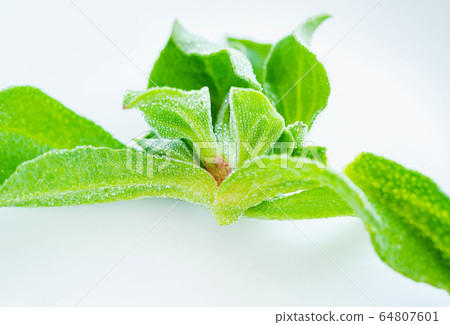 Ice plant 64807601